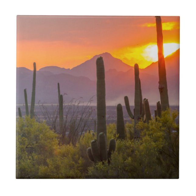 Desert cactus sunset, Arizona Tile (Front)