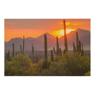 Desert cactus sunset, Arizona Wood Wall Art