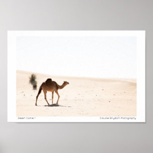 Desert Camel 1 Poster
