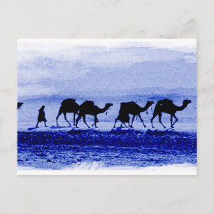 Desert Camel Caravan Blue Postcard