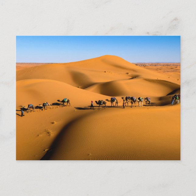 DESERT CAMEL TRAIN - Sand Dunes in Tamnougalt Postcard (Front)