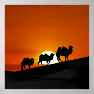 Desert Camels at sunset Poster