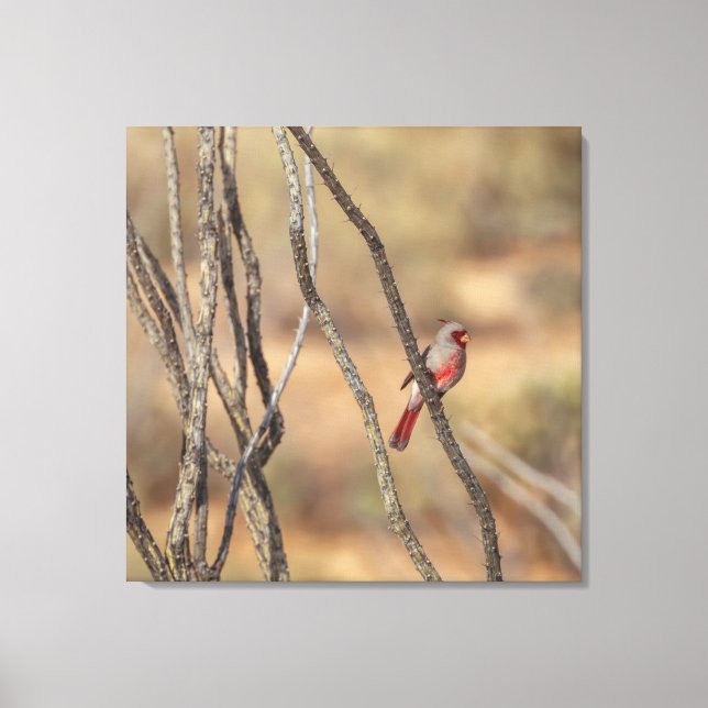 Desert Cardinal  Canvas Print (Front)