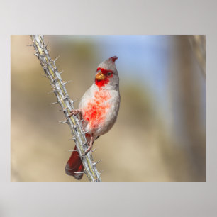 Desert Cardinal Poster