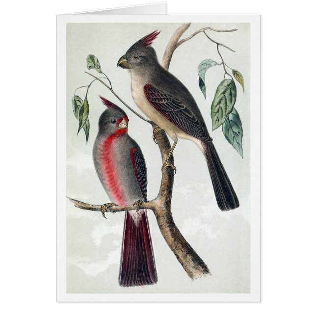 Desert cardinals (Front)