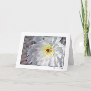 Desert Chicory Card