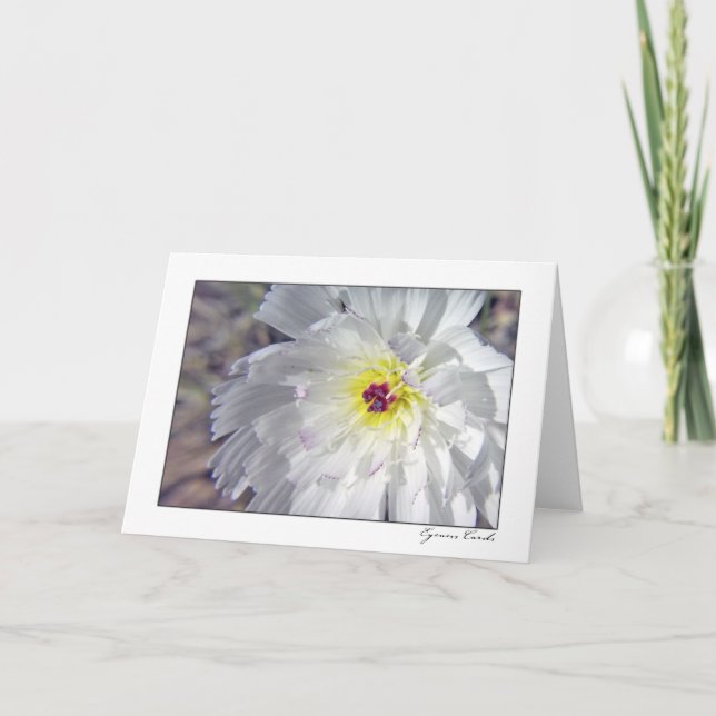 Desert Chicory Card (Front)