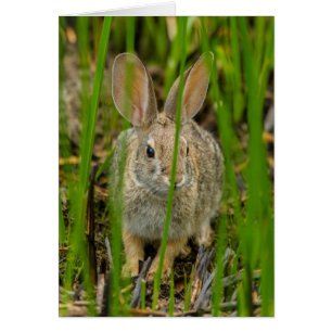 Desert Cottontail Rabbit
