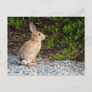 Desert Cottontail Rabbit Postcard