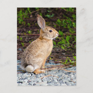 Desert Cottontail Rabbit Postcard