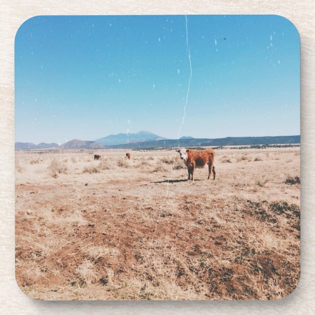Desert Cow Coaster (Front)
