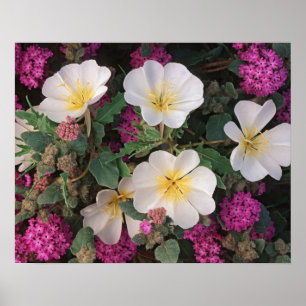 Desert Evening Primrose and Desert Sand Verbena, Poster