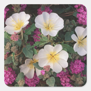 Desert Evening Primrose and Desert Sand Verbena, Square Sticker