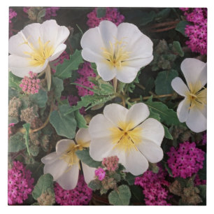 Desert Evening Primrose and Desert Sand Verbena, Tile