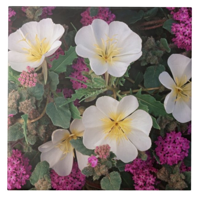 Desert Evening Primrose and Desert Sand Verbena, Tile (Front)