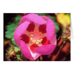 Desert Five Spot Wildflower