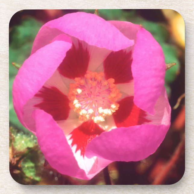 Desert Five Spot Wildflower Coaster (Front)