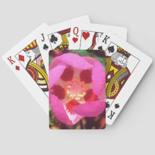 Desert Five Spot Wildflower Playing Cards