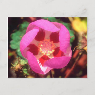 Desert Five Spot Wildflower Postcard