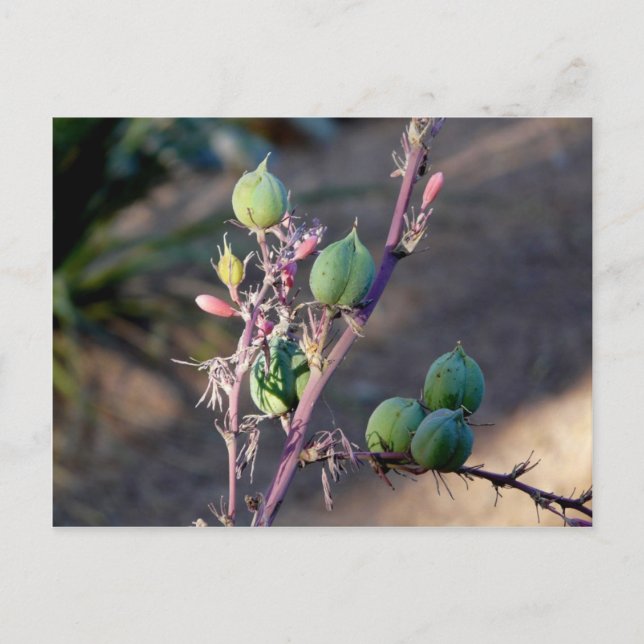 Desert flowers Postcard (Front)