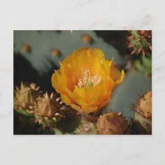 Desert Gold Postcard