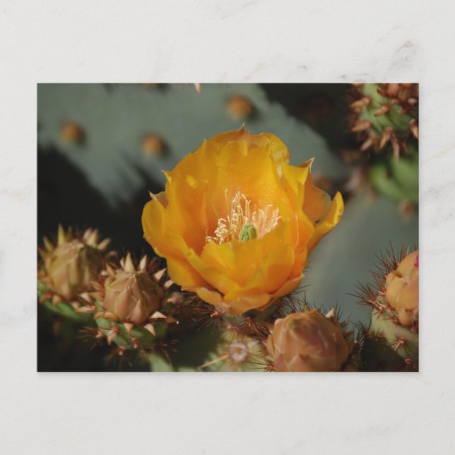 Desert Gold Postcard (Front)