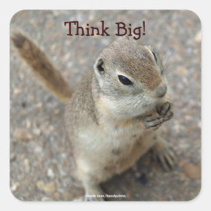 Desert Ground Squirrel Animal Motivational Square Sticker