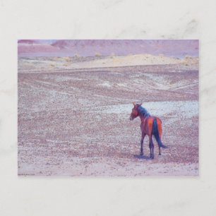 Desert Horse P8640 Postcard