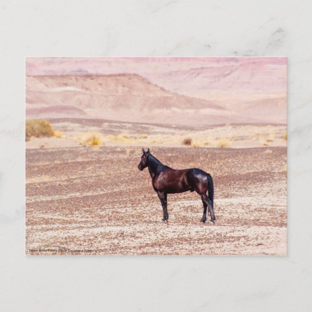 Desert Horse P8664 Postcard (Front)