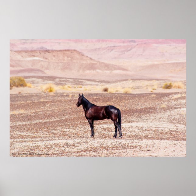 Desert Horse P8664 Poster (Front)