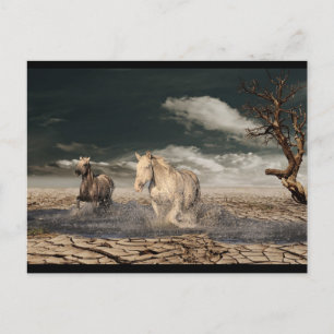 desert horses postcard