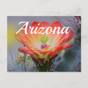 Desert in Bloom, Arizona Postcard