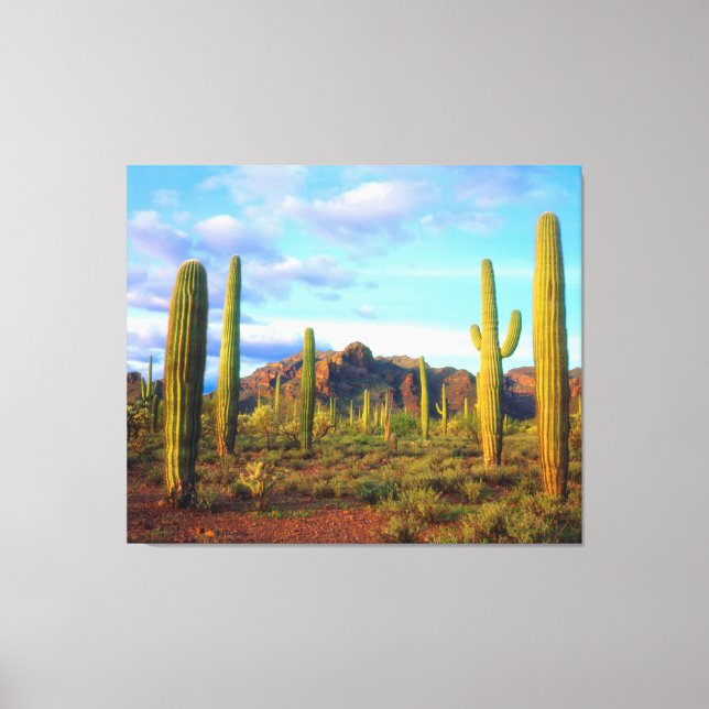 Desert in springtime canvas print (Front)
