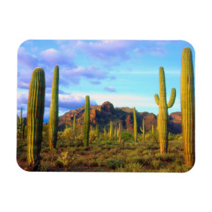 Desert in springtime magnet