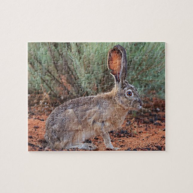 Desert Jackrabbit Jigsaw Puzzle (Horizontal)