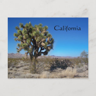 Desert Joshua Tree Postcard