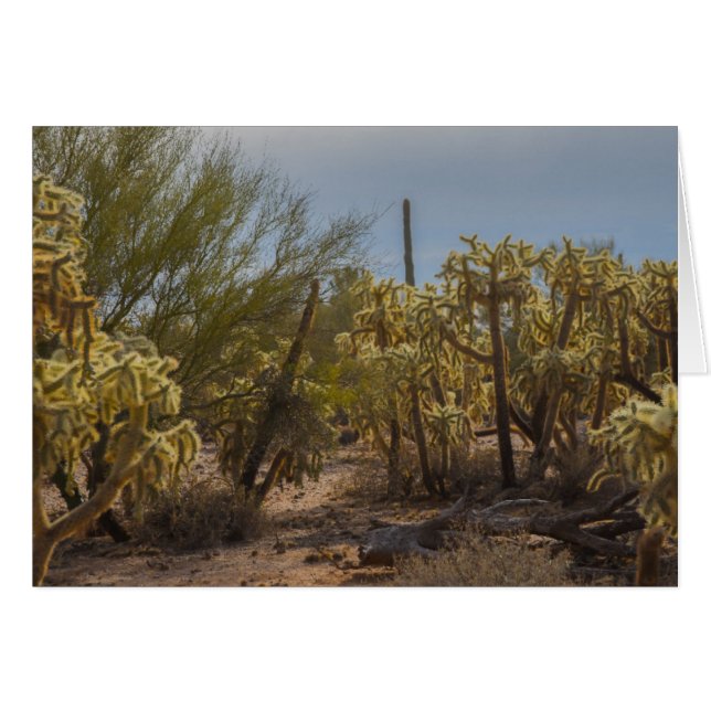 Desert La Cholla Cactus Photo Greeting Card (Front Horizontal)