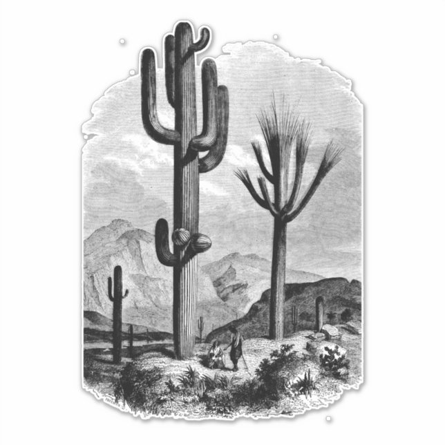 Desert Landscape Cactus Vintage Ink art Drawing  (Front)