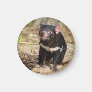 Desert Light – Tasmanian Devil Magnet