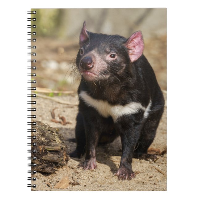 Desert Light – Tasmanian Devil Notebook (Front)