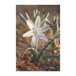 Desert Lily Wildflowers Canvas Print