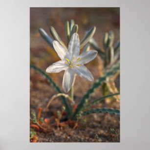 Desert Lily Wildflowers Poster