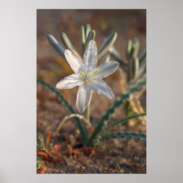 Desert Lily Wildflowers Poster (Front)