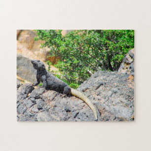 Desert Lizard Nevada. Jigsaw Puzzle
