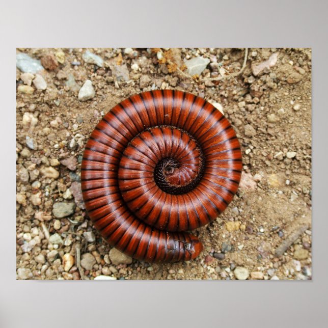Desert Millipede Poster (Front)