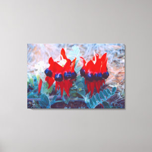 DESERT PEA 24x36 Canvas Print