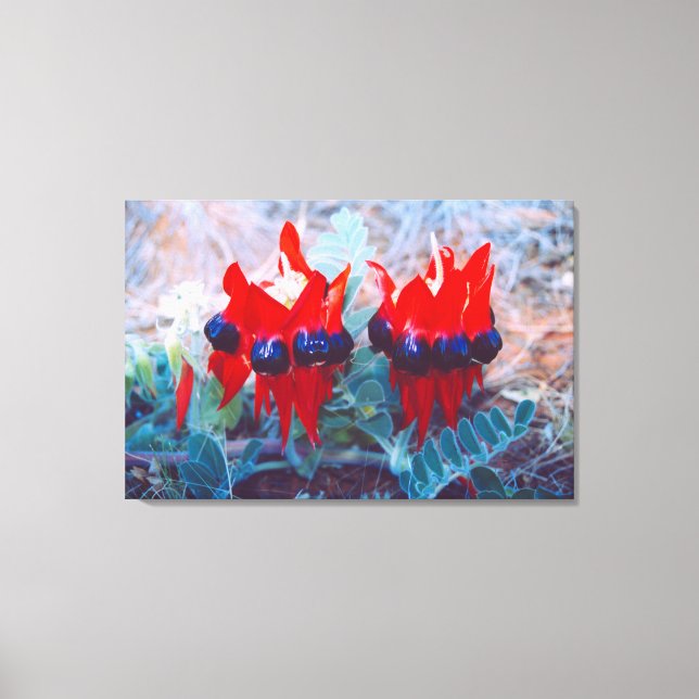 DESERT PEA 24x36 Canvas Print (Front)