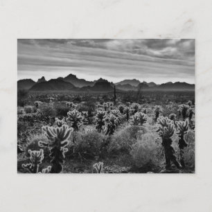 Desert Plant Postcard