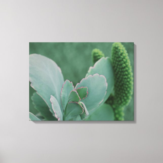 Desert Plants Canvas Print (Front)
