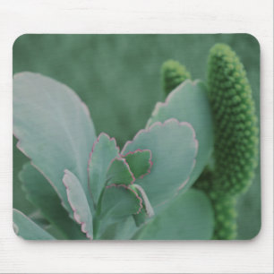 Desert Plants Mouse Mat